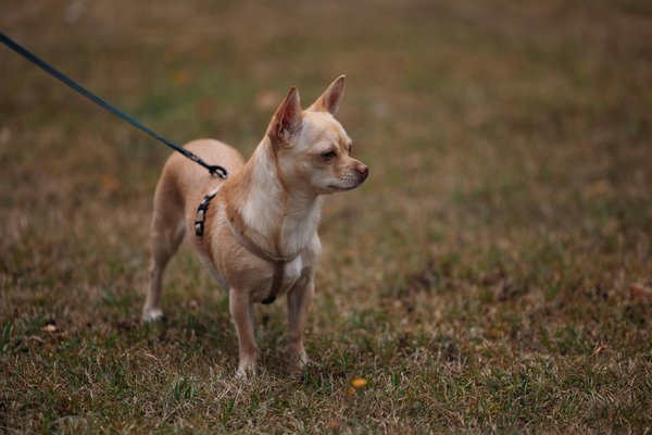 The Impact of Regular Dog Walking on Heart Health and Social Bonds: A Closer Look!