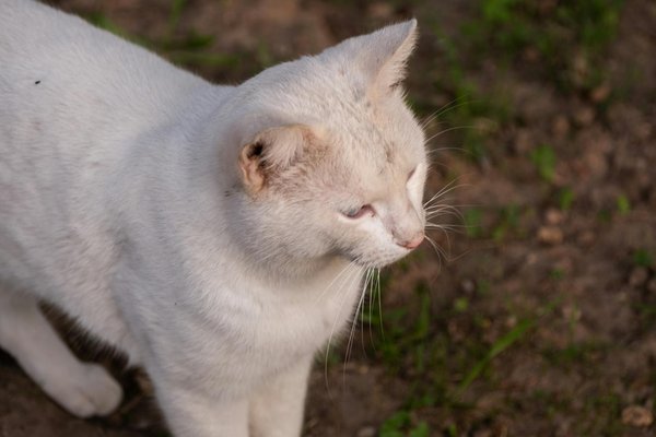 Unveiling revolutionary smart contact lens technology: real-time health monitoring at your fingertips
